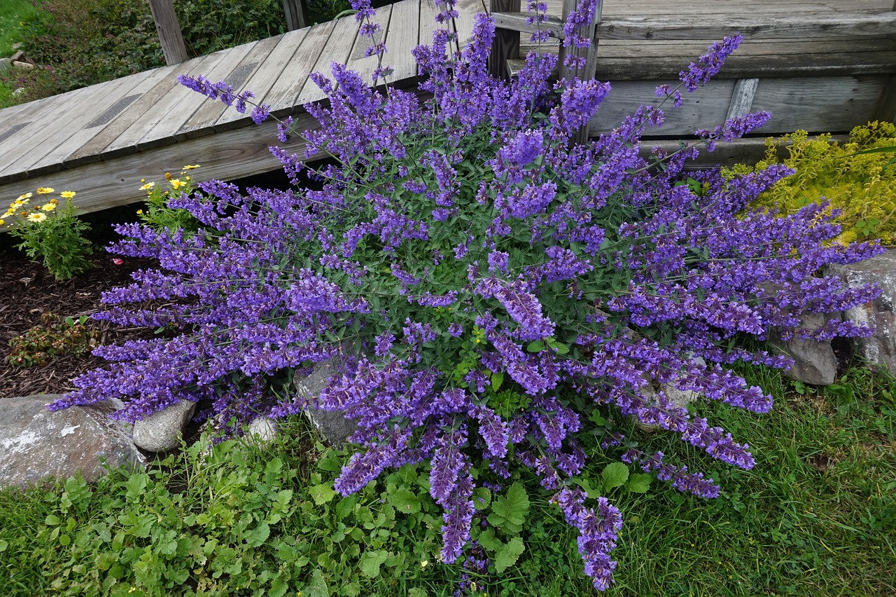 The Ultimate Guide to Cooking with Fresh Herbs